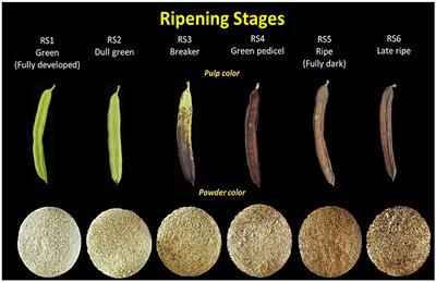 Configuration of the Volatile Aromatic Profile of Carob Powder Milled From Pods of Genetic Variants Harvested at Progressive Stages of Ripening From High and Low Altitudes